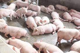 VIDEO: Tổng đàn lợn trên địa bàn tỉnh tăng mạnh